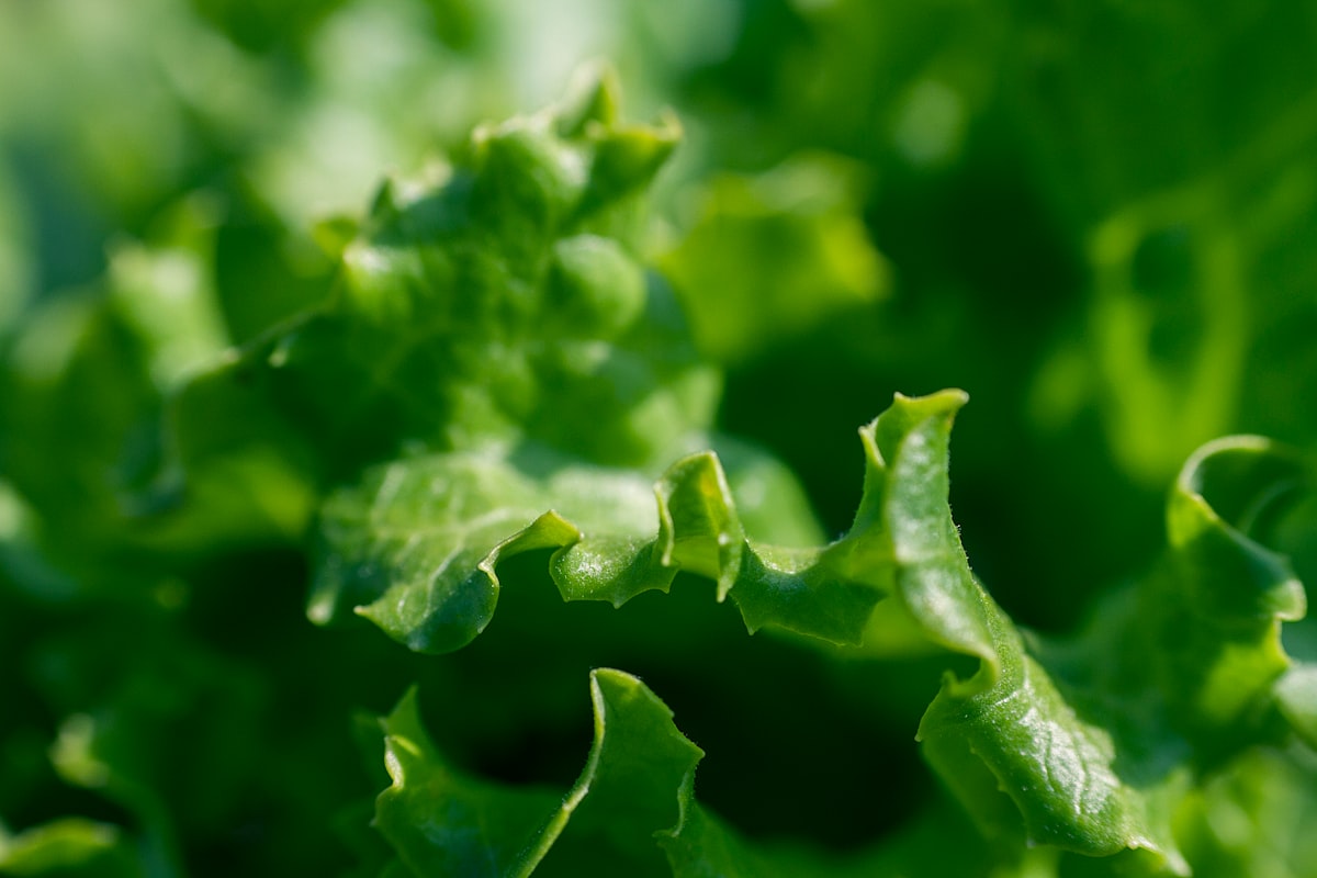 Lutein és zeaxantin természetes forrásai