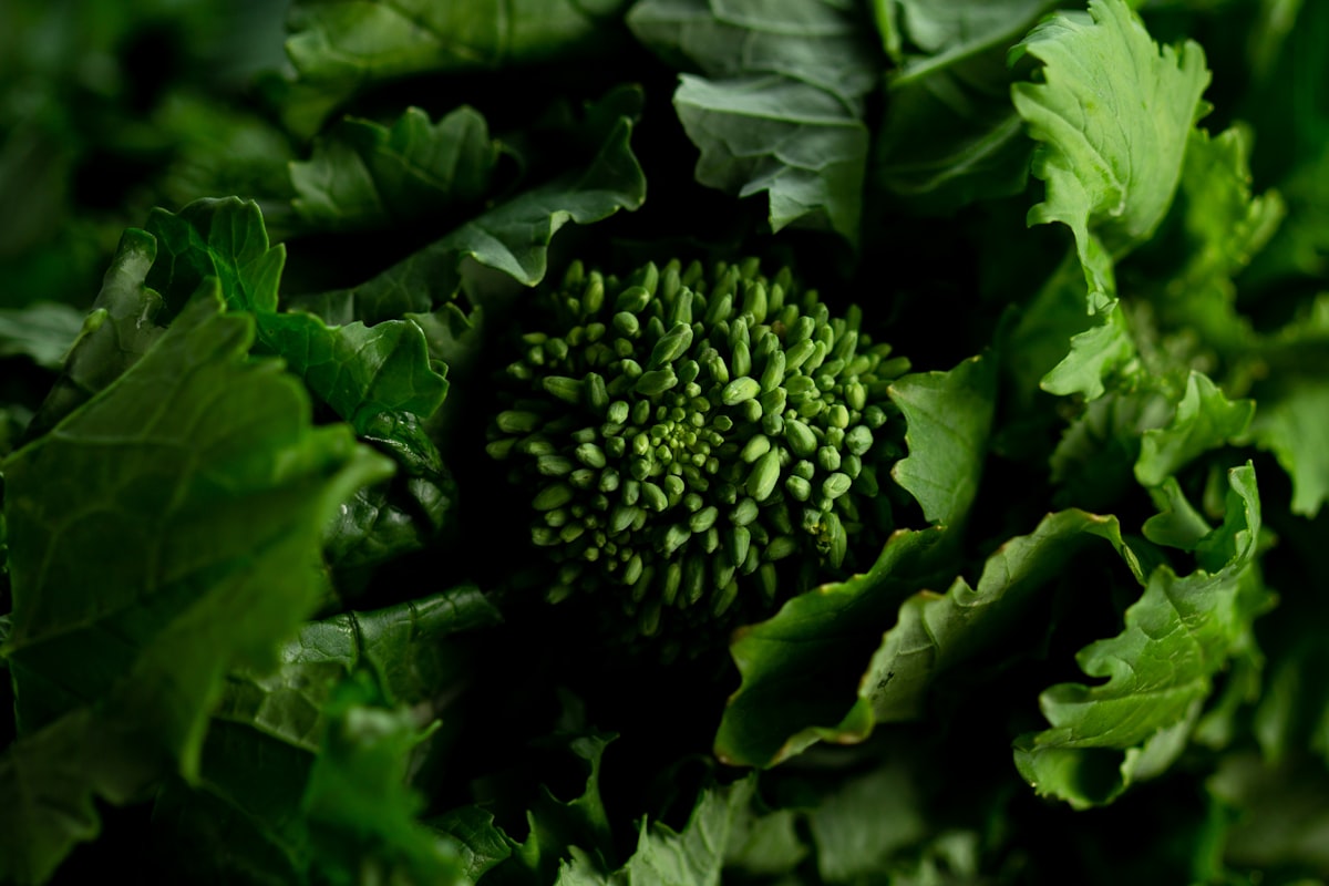 Spenót lutein tartalom