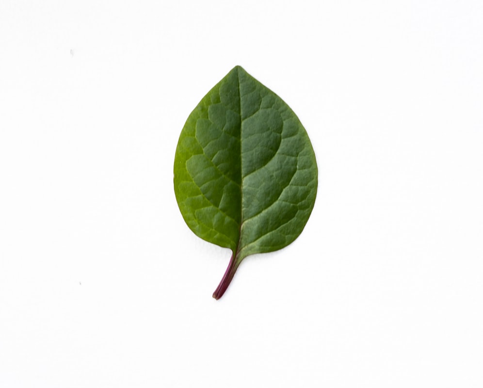 Tojás, lutein és zeaxantin a sárgájában